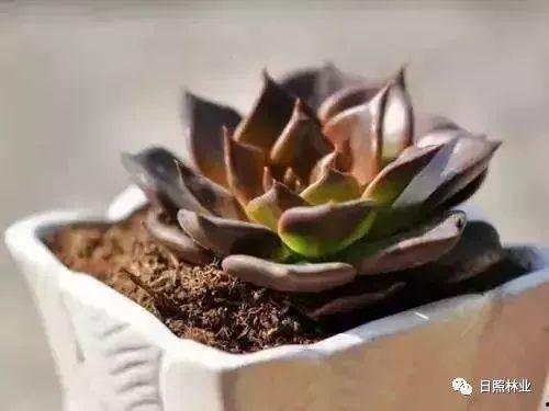 黑料吃瓜多肉小野猫,吃瓜达人小野猫的多肉生活